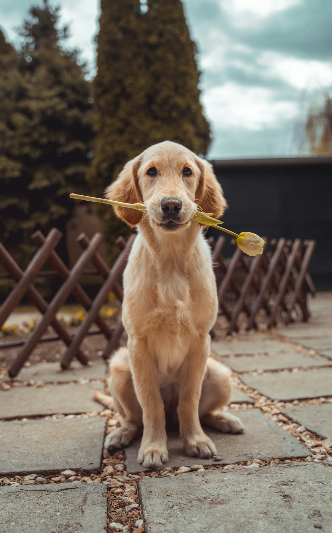 A golden retriever with a beautifully brushed golden coat