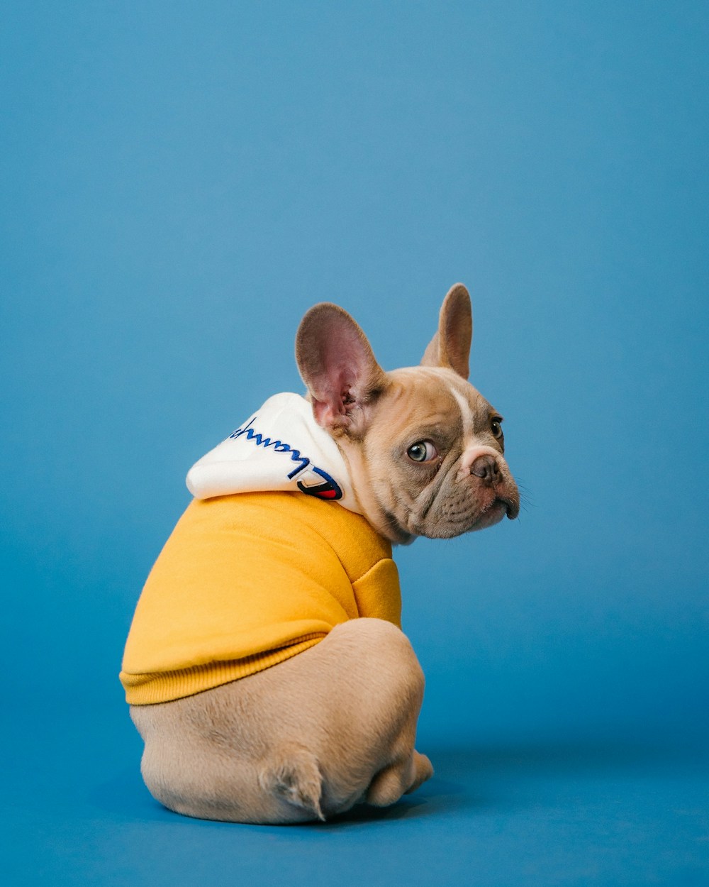 A small dog ready for some gentle attention