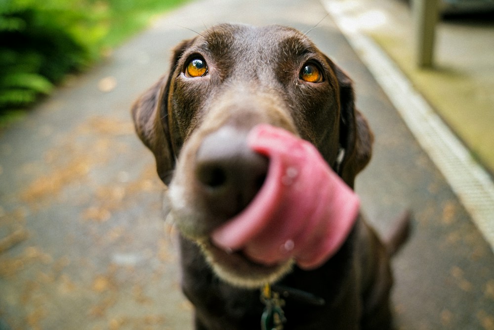A happy dog enjoying a calm moment outdoors
